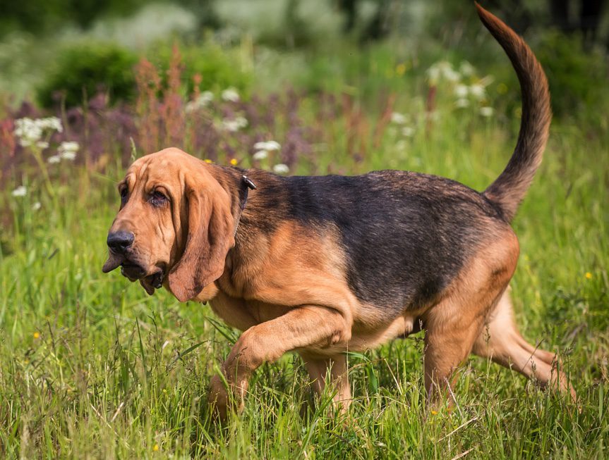 A dog walking in grass