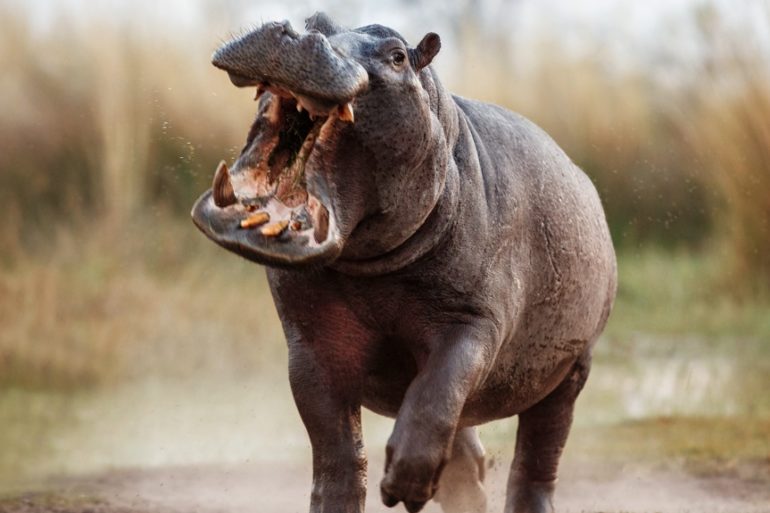 A hippo running with its mouth open