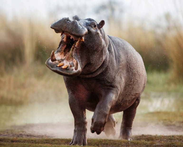 A hippo running with its mouth open
