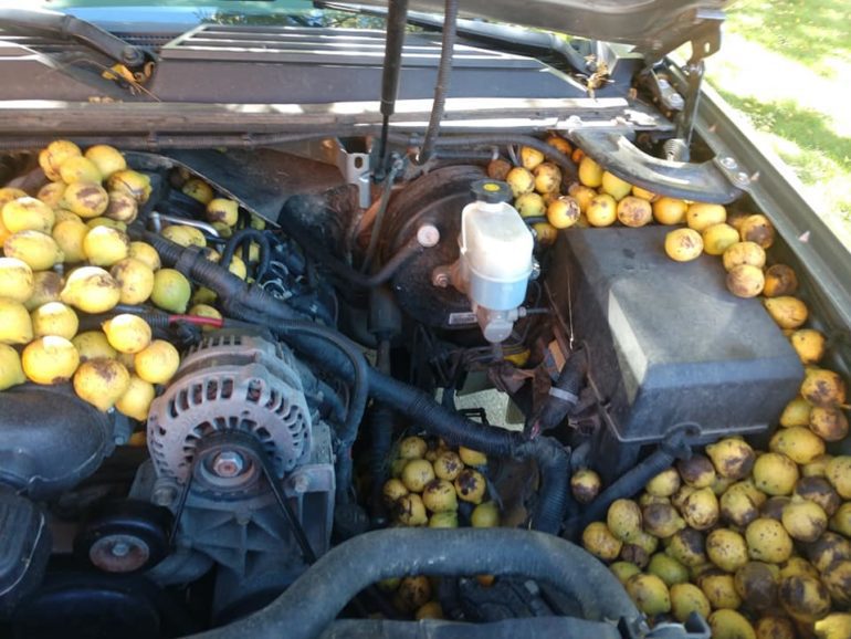 A car with a large amount of yellow fruit in it