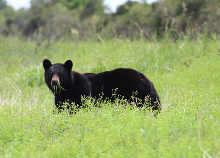 A bear in a meadow