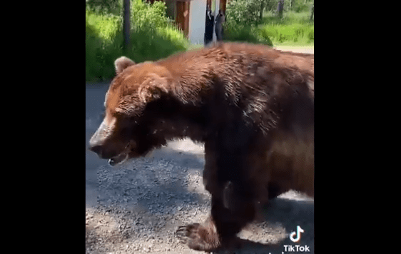 A bear walking on the ground