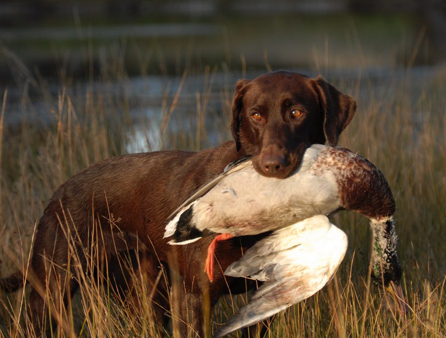 A dog holding a fish