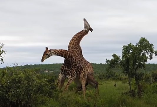 A couple of giraffes in a field