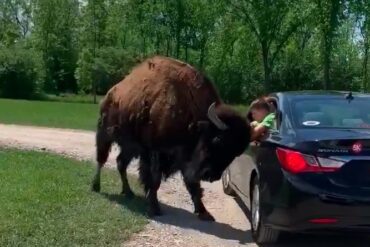 A person feeding a buffalo