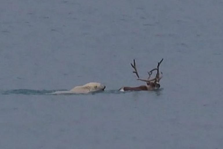 A deer lying in the water