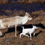 Albino caribou