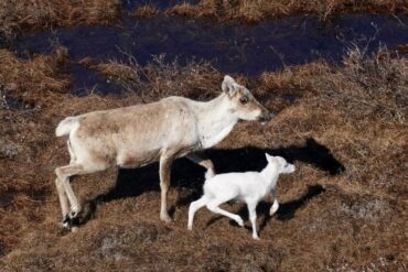 Albino caribou