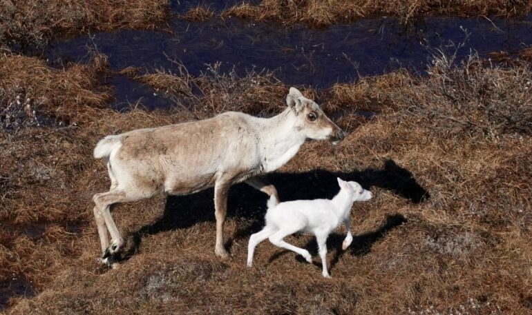 Albino caribou