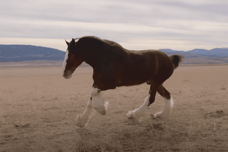 Budweiser Super Bowl