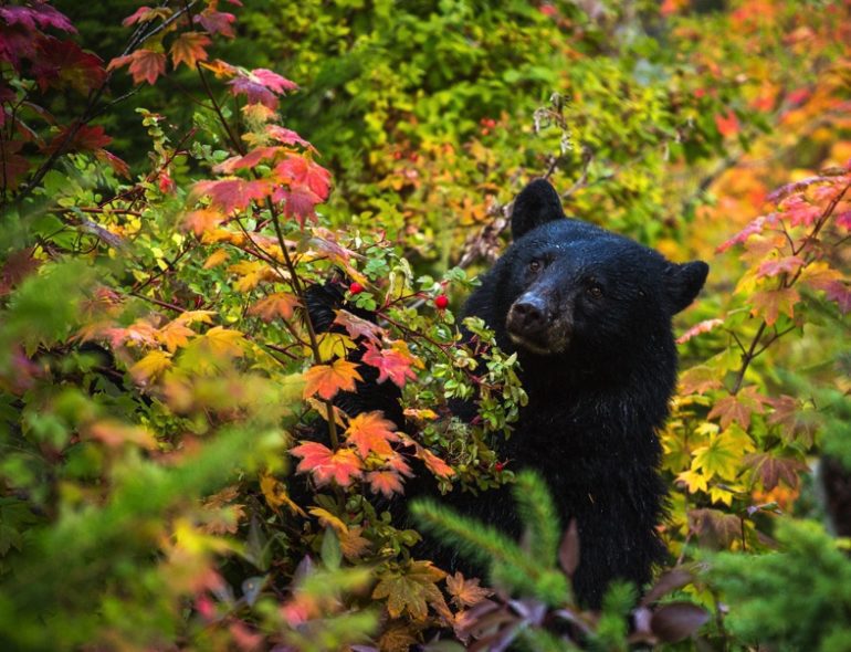 A black bear in a forest