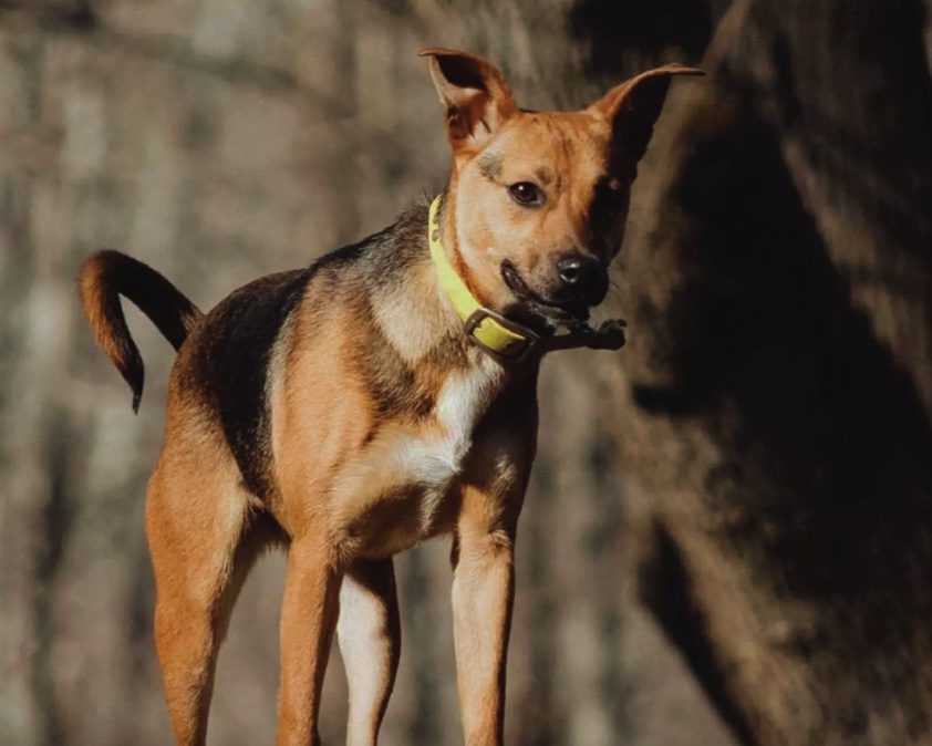 A dog standing on a rock