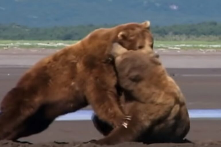 Bears alaska