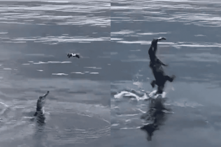 Caiman drone