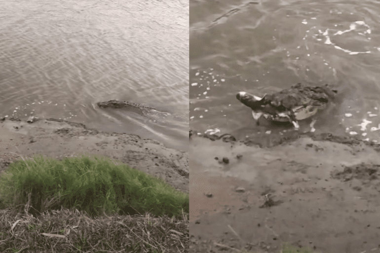 Croc shark