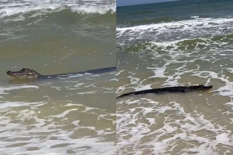 Alligator