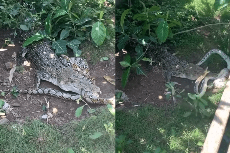 Alligator fights big python