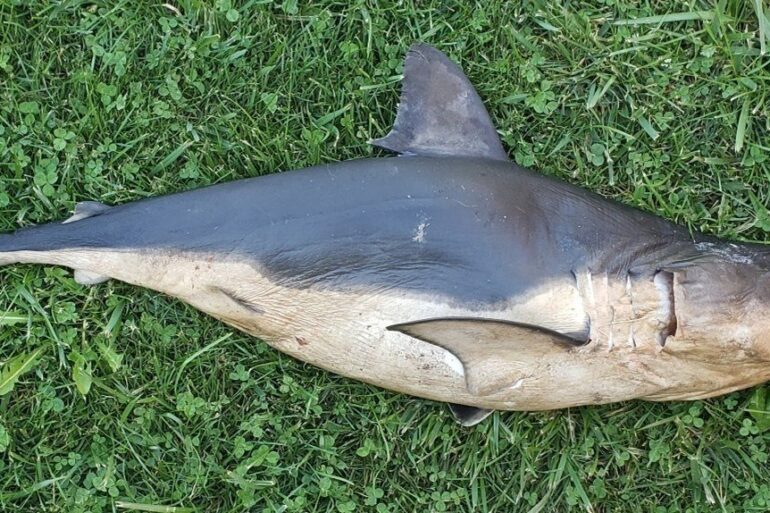 Salmon Shark