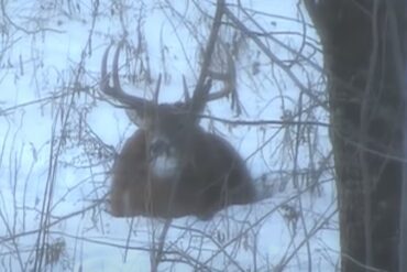 A deer in a tree