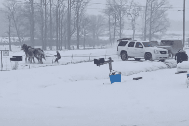 Amish horse