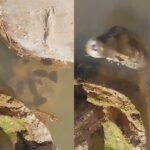 Anaconda
