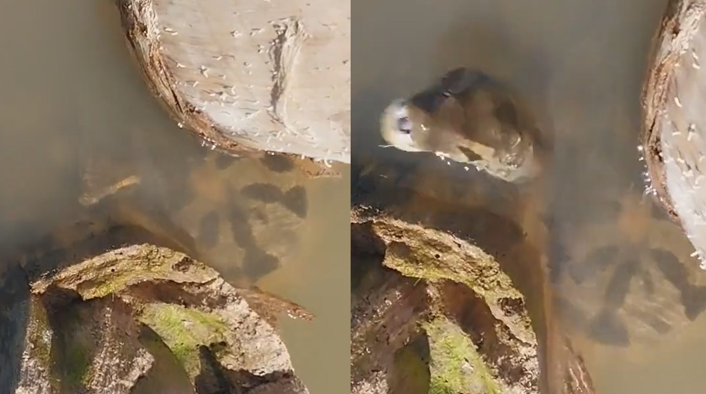 Tourists Lose It After a Massive Anaconda Explodes From the Water and Bites Their Guide
