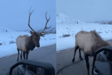 Elk Colorado