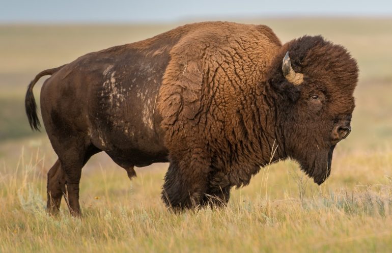 A large brown bison
