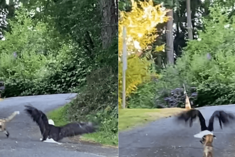 Bald Eagle vs fox