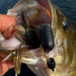 Bass baits