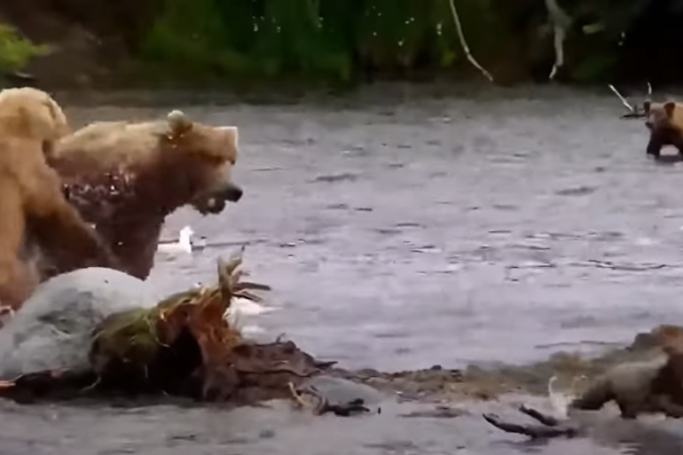 Bear attack katmai national park