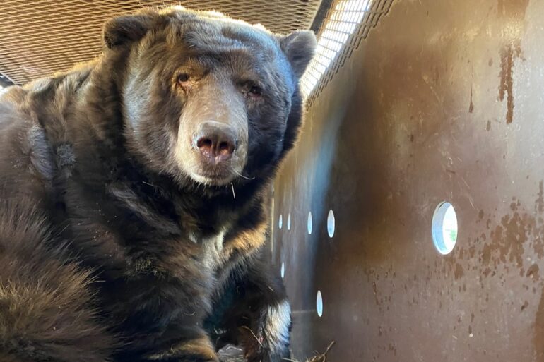California Department of Fish and Wildlife bear
