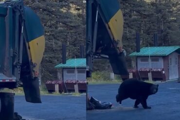 Bear