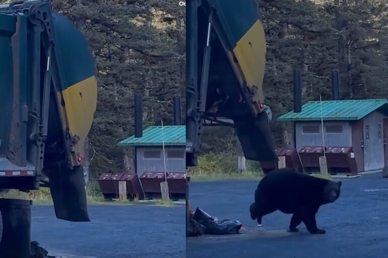Bear