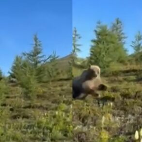 Bear charge