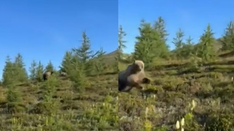 Bear charge