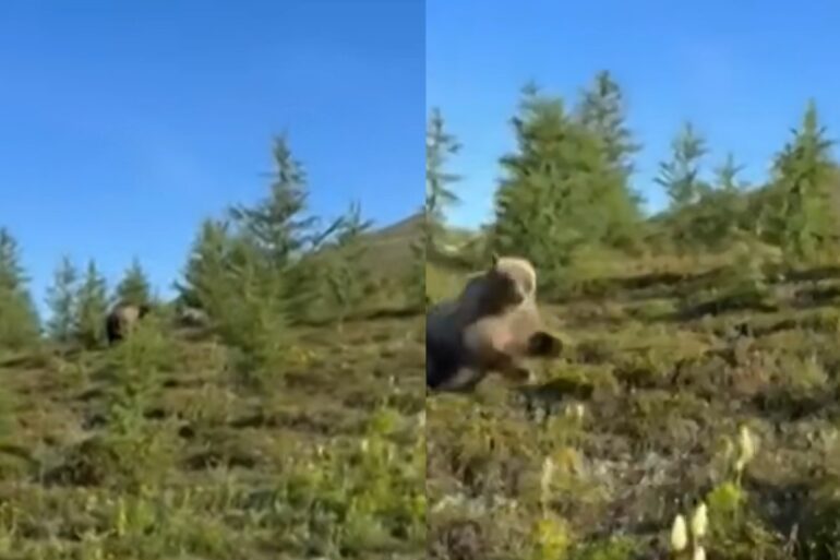 Bear charge