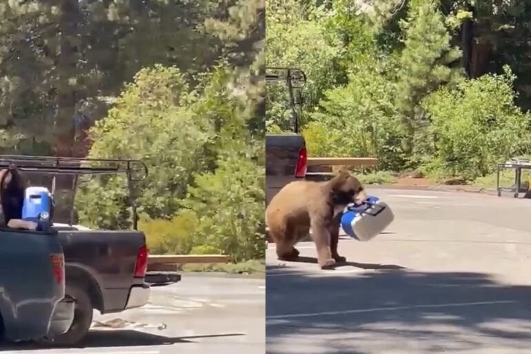 Bear steals cooler