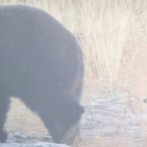 Coyote taunts bear