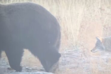 Coyote taunts bear