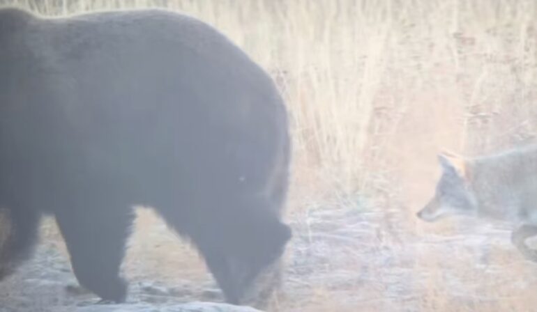Coyote taunts bear