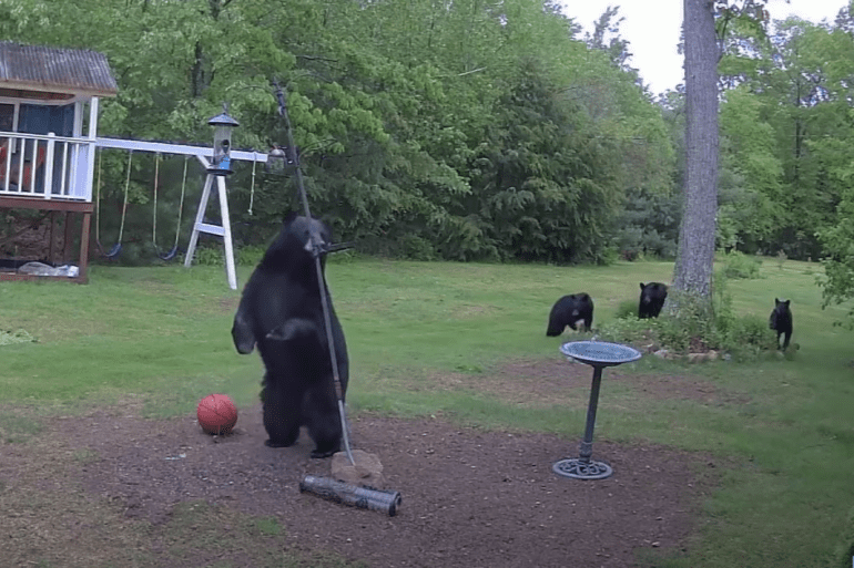 Black bear Massachusetts