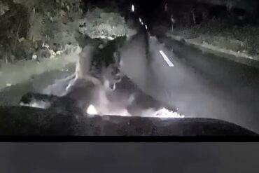 Bear attack