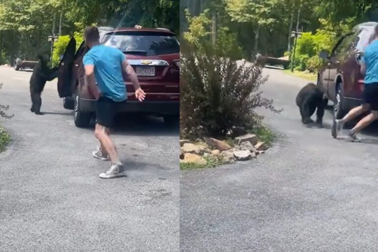 Black bear Gatlinburg