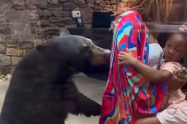 Black bear