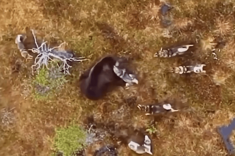 bears vs hunting dogs