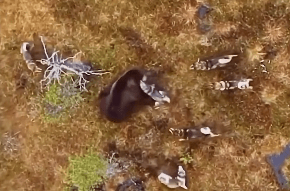 Bird’s Eye View Video Shows Bear Holding Its Own Against Pack Of ...