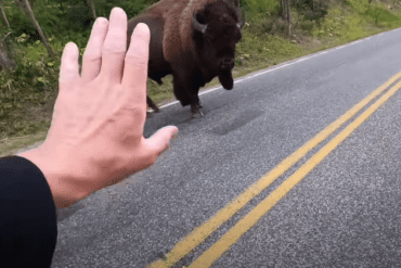 A person holding their hand up to a bear on the side of the road