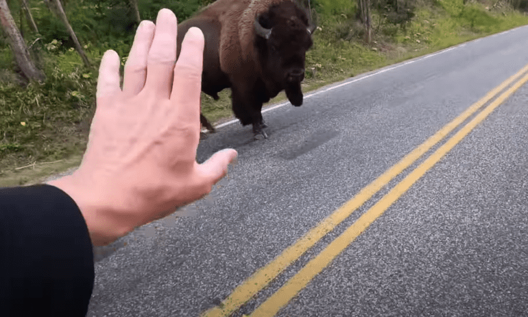 A person holding their hand up to a bear on the side of the road
