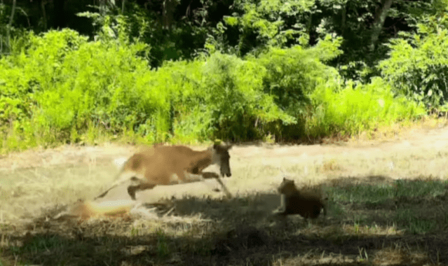A lion chasing a lion